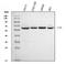 Carboxypeptidase O antibody, A03649-1, Boster Biological Technology, Western Blot image 