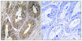 Cystatin SA antibody, abx014405, Abbexa, Western Blot image 