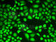 Lysine Demethylase 1A antibody, A1156, ABclonal Technology, Immunofluorescence image 