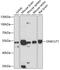 One Cut Homeobox 1 antibody, GTX64885, GeneTex, Western Blot image 