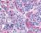 Calcitonin Receptor antibody, 48-338, ProSci, Immunohistochemistry paraffin image 