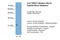 Twist Family BHLH Transcription Factor 1 antibody, ARP37997_T100, Aviva Systems Biology, Western Blot image 