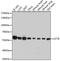 Chaperonin Containing TCP1 Subunit 8 antibody, 19-376, ProSci, Western Blot image 