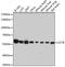 T-complex protein 1 subunit theta antibody, 19-376, ProSci, Western Blot image 