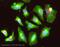 Phosphodiesterase 5A antibody, ab14672, Abcam, Immunofluorescence image 