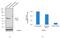 Programmed Cell Death 4 antibody, 711524, Invitrogen Antibodies, Western Blot image 