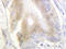 Aconitase 1 antibody, AP20251PU-N, Origene, Immunohistochemistry paraffin image 