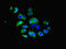 Interferon Induced Protein With Tetratricopeptide Repeats 5 antibody, LS-C375934, Lifespan Biosciences, Immunofluorescence image 