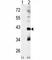 Mitogen-Activated Protein Kinase 11 antibody, F40153-0.4ML, NSJ Bioreagents, Western Blot image 