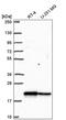 Coiled-coil-helix-coiled-coil-helix domain-containing protein 2, mitochondrial antibody, PA5-65727, Invitrogen Antibodies, Western Blot image 