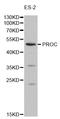 Vitamin K-dependent protein C antibody, TA327046, Origene, Western Blot image 