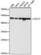 Cell Division Cycle 37 antibody, 18-836, ProSci, Western Blot image 