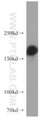 Golgin A3 antibody, 21193-1-AP, Proteintech Group, Western Blot image 