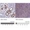 Interferon Regulatory Factor 6 antibody, NBP2-49383, Novus Biologicals, Immunohistochemistry paraffin image 