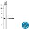 Secretagogin, EF-Hand Calcium Binding Protein antibody, MAB4878, R&D Systems, Western Blot image 