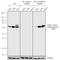 P21 (RAC1) Activated Kinase 4 antibody, 711694, Invitrogen Antibodies, Western Blot image 