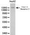 Insulin Receptor antibody, LS-C192631, Lifespan Biosciences, Western Blot image 