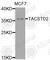 Tumor Associated Calcium Signal Transducer 2 antibody, A8129, ABclonal Technology, Western Blot image 