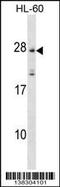 Membrane Spanning 4-Domains A5 antibody, 59-771, ProSci, Western Blot image 