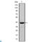 Fatty Acid Binding Protein 4 antibody, LS-C812388, Lifespan Biosciences, Western Blot image 