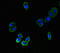 Zinc And Ring Finger 3 antibody, orb38771, Biorbyt, Immunofluorescence image 