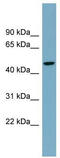 Autophagy Related 4A Cysteine Peptidase antibody, TA329516, Origene, Western Blot image 