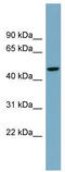 Cysteine protease ATG4A antibody, TA329516, Origene, Western Blot image 