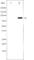 Glutamate Ionotropic Receptor AMPA Type Subunit 2 antibody, abx010845, Abbexa, Western Blot image 