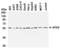 Autophagy Related 5 antibody, GTX31372, GeneTex, Western Blot image 