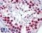 Ribosomal L24 Domain Containing 1 antibody, LS-B6227, Lifespan Biosciences, Immunohistochemistry paraffin image 