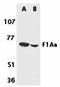 Fem-1 Homolog B antibody, orb74414, Biorbyt, Western Blot image 