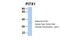 Paired Like Homeodomain 1 antibody, 25-058, ProSci, Western Blot image 