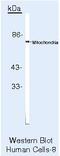 Mitochondria antibody, MA5-12014, Invitrogen Antibodies, Western Blot image 