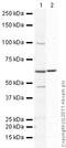 Formimidoyltransferase Cyclodeaminase antibody, ab27043, Abcam, Western Blot image 