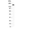 Mitogen-Activated Protein Kinase Kinase Kinase 1 antibody, R31023, NSJ Bioreagents, Western Blot image 