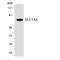 Solute Carrier Family 5 Member 6 antibody, LS-C200697, Lifespan Biosciences, Western Blot image 