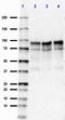 Discs Large MAGUK Scaffold Protein 4 antibody, 810302, BioLegend, Western Blot image 