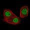 CCCTC-Binding Factor antibody, NBP2-52910, Novus Biologicals, Immunofluorescence image 