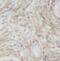 Insulin Like Growth Factor Binding Protein 3 antibody, FNab04178, FineTest, Immunohistochemistry frozen image 