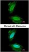 Synuclein Gamma antibody, NBP1-31209, Novus Biologicals, Immunocytochemistry image 