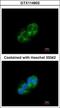 SH3 And Cysteine Rich Domain antibody, GTX114802, GeneTex, Immunocytochemistry image 