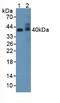 Adiponectin, C1Q And Collagen Domain Containing antibody, MBS2028323, MyBioSource, Western Blot image 