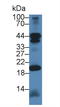 Chimerin 2 antibody, LS-C374467, Lifespan Biosciences, Western Blot image 