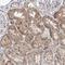 Zinc Finger And BTB Domain Containing 48 antibody, NBP1-81740, Novus Biologicals, Immunohistochemistry paraffin image 