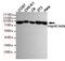 Heat Shock Protein 90 Alpha Family Class B Member 1 antibody, MBS475214, MyBioSource, Western Blot image 