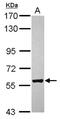 Zinc Finger CCHC-Type Containing 4 antibody, NBP2-20939, Novus Biologicals, Western Blot image 