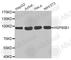 Heat Shock Protein 90 Beta Family Member 1 antibody, A6272, ABclonal Technology, Western Blot image 