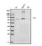 Grainyhead Like Transcription Factor 1 antibody, A07368-1, Boster Biological Technology, Western Blot image 