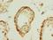 Protein Disulfide Isomerase Family A Member 5 antibody, LS-C377363, Lifespan Biosciences, Immunohistochemistry paraffin image 