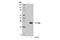 T7 tag antibody, 14044S, Cell Signaling Technology, Western Blot image 